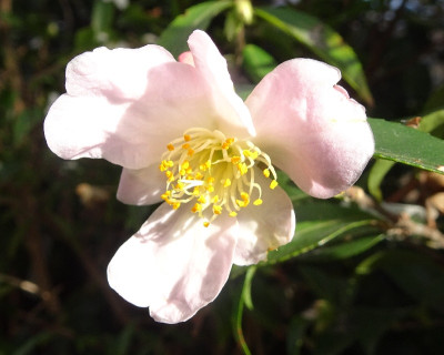 DSC06265.jpg