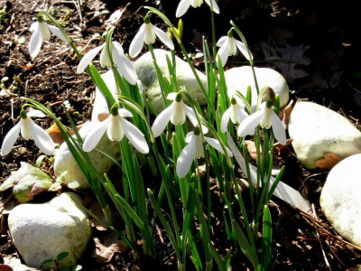 Sibbertoft White.JPG