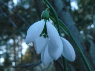 Galanthus Merlin.jpg