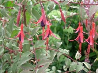 Fuchsia_magellanica.jpg