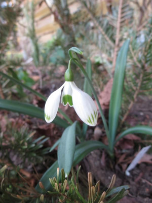 Galanthus 'Greenfinch'_7583.jpg