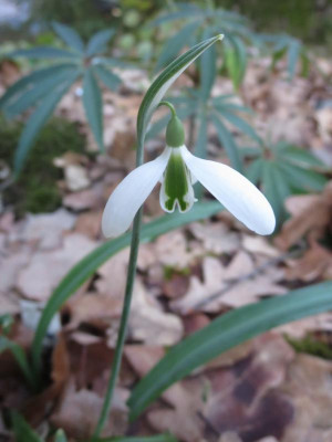 Galanthus 'The Pearl'_7576.jpg