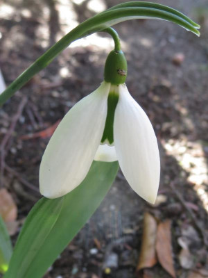 Galanthus 'Big Boy'_7578.jpg
