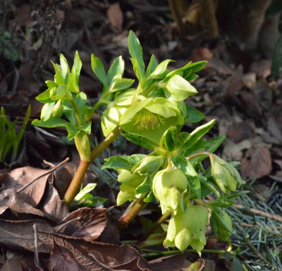Helleborus-HarvingtonLime.19-1.jpg