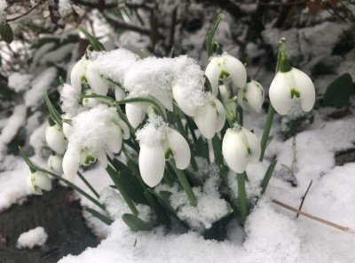 galanthus_ailwyn_schnee.jpg