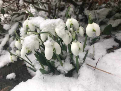 galanthus_aylwin1-19 Kopie.jpg