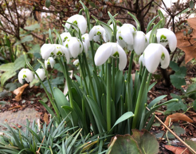 galanthus_ailwyn.jpg