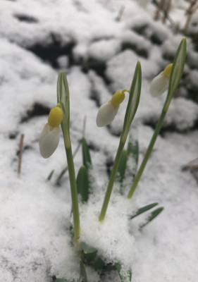 galanthus_spindelestone-surprise1-19-Kopie.jpg