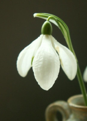 G. nivalis Fund.JPG