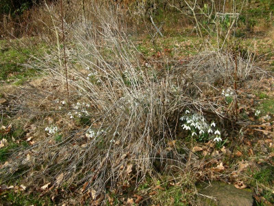 S.Arnott unter Amsonia DSCN9355.JPG