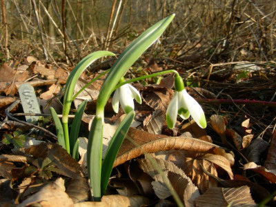 Galanthus nivalis Viridapice DSCN9373.JPG