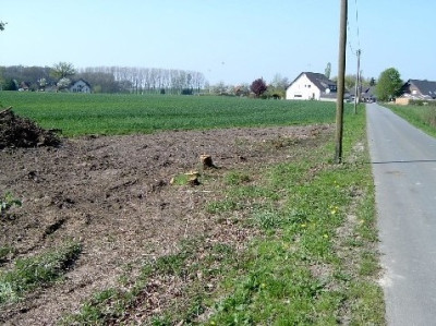 gerodetes_Waldchen_Ri._Dornk.entlang.jpg