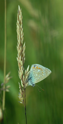 Blaeuling-170507.jpg