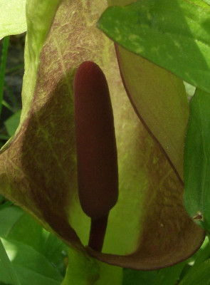 Arum_alpinum_07-02.jpg