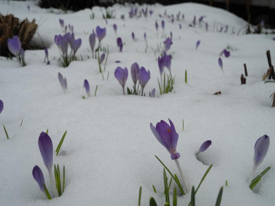 Crocus etruscus 'Zwanenburg' 2018-04-02 02.JPG
