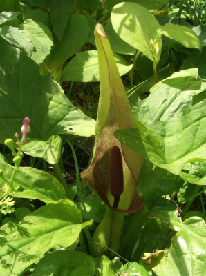 Arum_alpinum_07-01.jpg