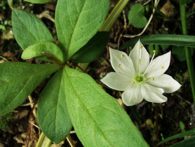 Trientalis_europaea.jpg