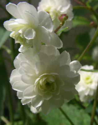 Ranunculus_aconitifolius_Flore_Pleno_07.jpg