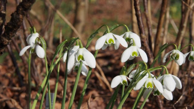 Galanthus nicht Hippolyta typisch P2140499.JPG