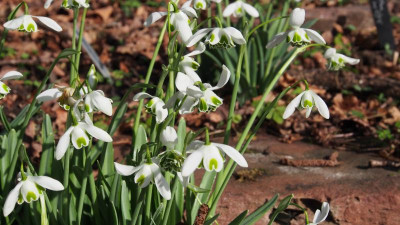 Galanthus Dionysus typisch P2060384.JPG