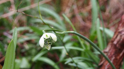 Galanthus Graetorex 'Jaquenetta' P2210588.JPG