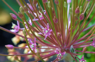 Allium_Schubertii_1_15-05-2007.jpg