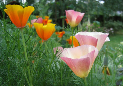 Eschscholzia_californica_20070513_01.jpg