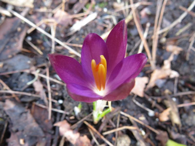 Crocus tommasinianus burgunderrot 1.JPG