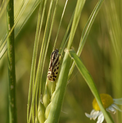 Ackerwinden-Bunteulchen-170.jpg