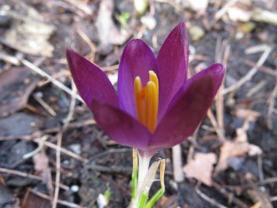 Crocus tommasinianus burgunderrot.JPG