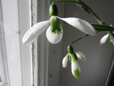 Galanthus Fieldgate Superb & Forte.JPG