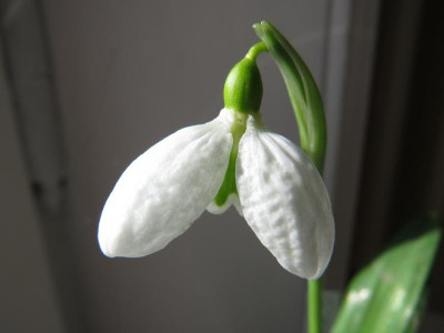 Galanthus August der Starke.JPG