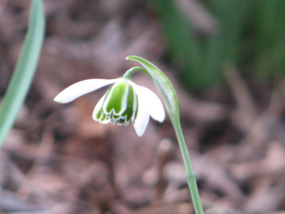 Galanthus Nerissa 1.JPG