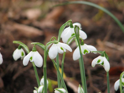 Galanthus niedriger.JPG