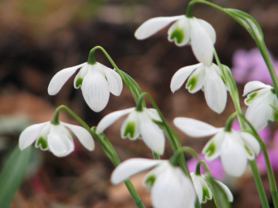 Galanthus höher.JPG