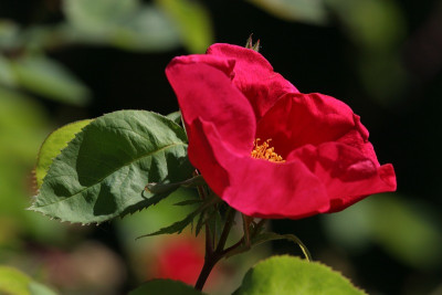 Rosa_Scharlachglut.jpg