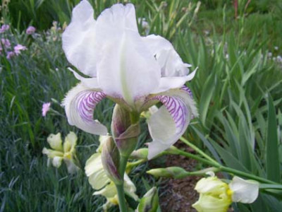 Mrs_Horace_Darwin_bei_mir_PIC_0260.JPG