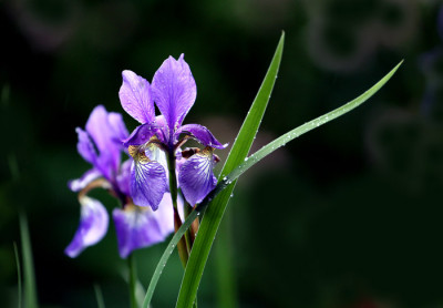 Iris-sibirica.jpg