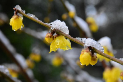 Chimonanthus_praecox_Luteus_Blüte.JPG