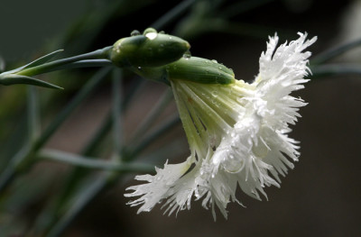 Dianthus-1b.jpg