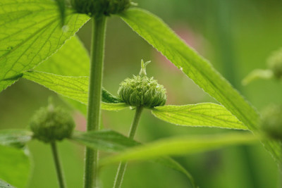 Phlomis-1b.jpg