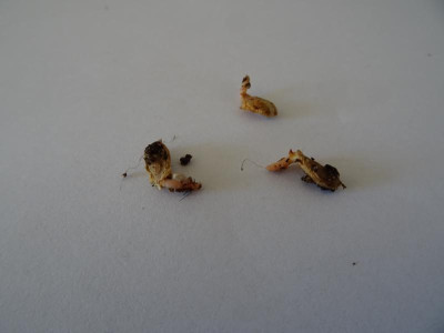 Calocedrus decurrens Germination February 2019.JPG