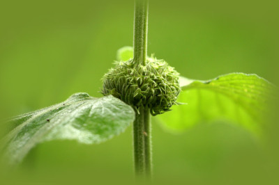 Phlomis.jpg