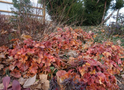 DSC06984.JPG