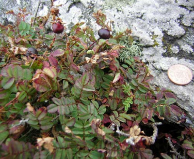roseonrock1.jpg