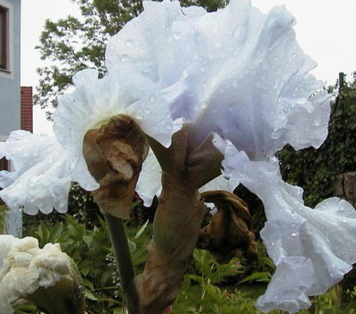 iris2.JPG
