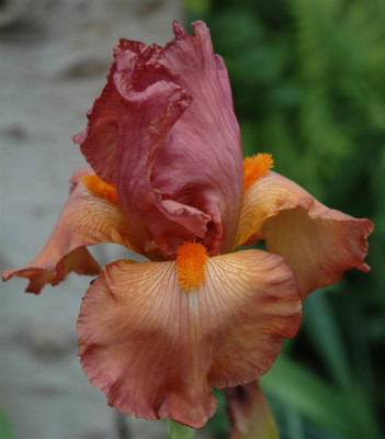 A3751a_Large.JPG
