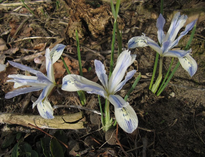 IMG_4811_Iris_Painted_Lady_23Febr2019_.jpg