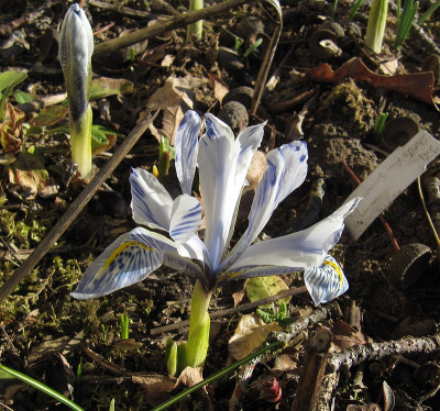 IMG_4840_Iris_Sheila_Ann_Germany_24Febr2019_.jpg