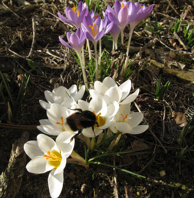 IMG_4878_Erdhummel_24Febr2019_.jpg